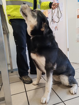 Iščemo lastnike psa in mačka