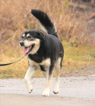 Kuža Medo je našel svoj dom