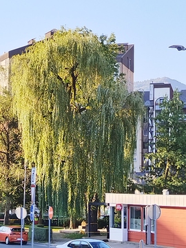 Zakaj smo morali znižati vrbo v parku